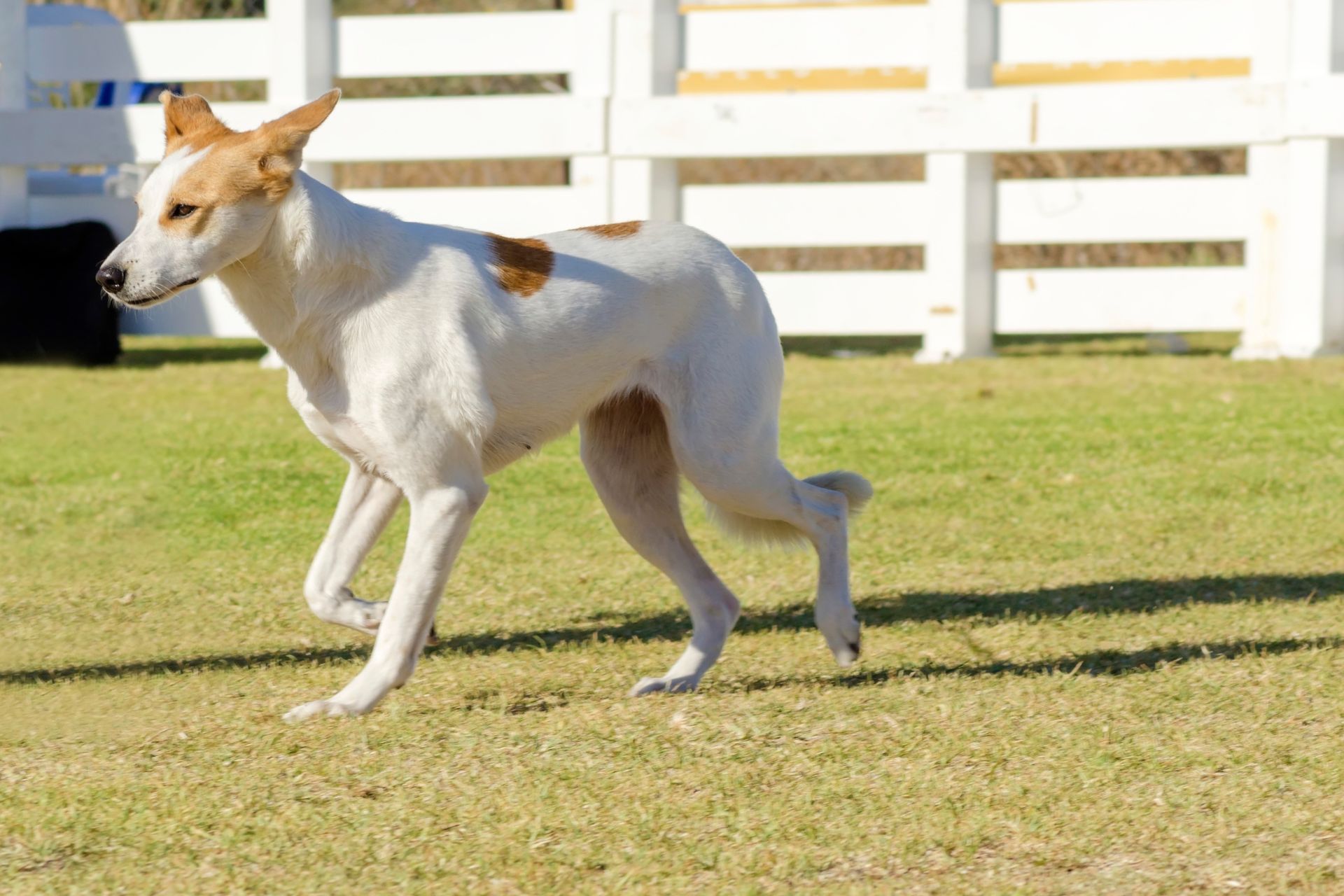 Cani in Casa