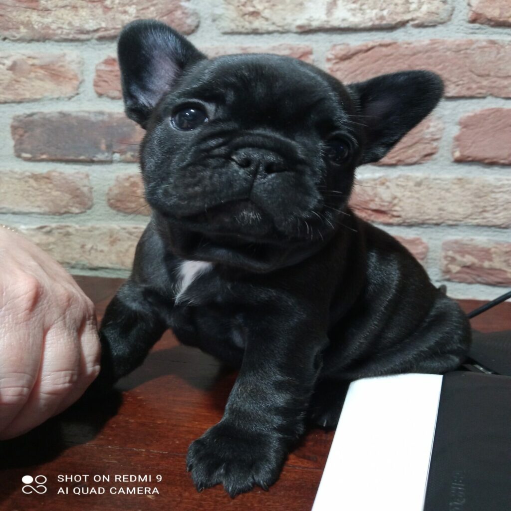 Cuccioli bouldogue francese in vendita