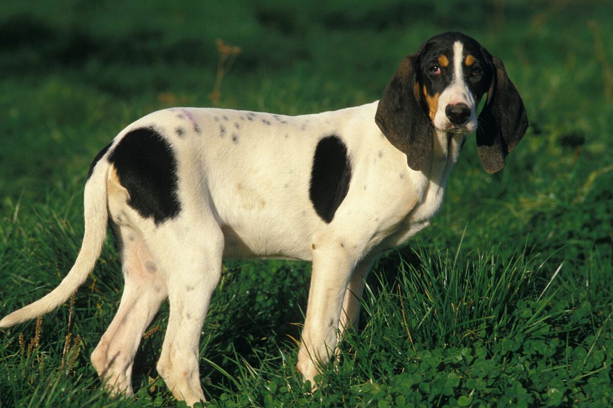 Ariegeois