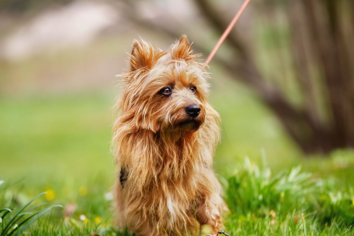 Australian terrier   Image of Australian terrier 2 1200x800