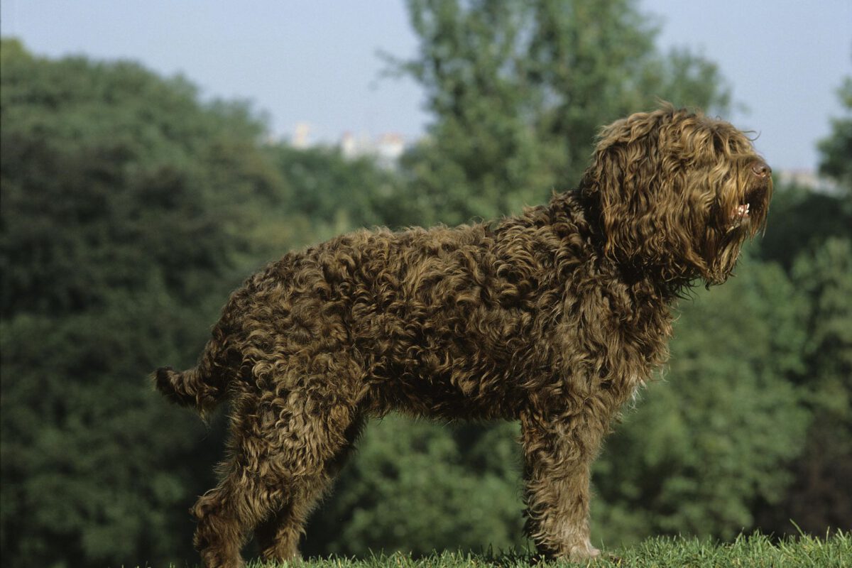 Barbet