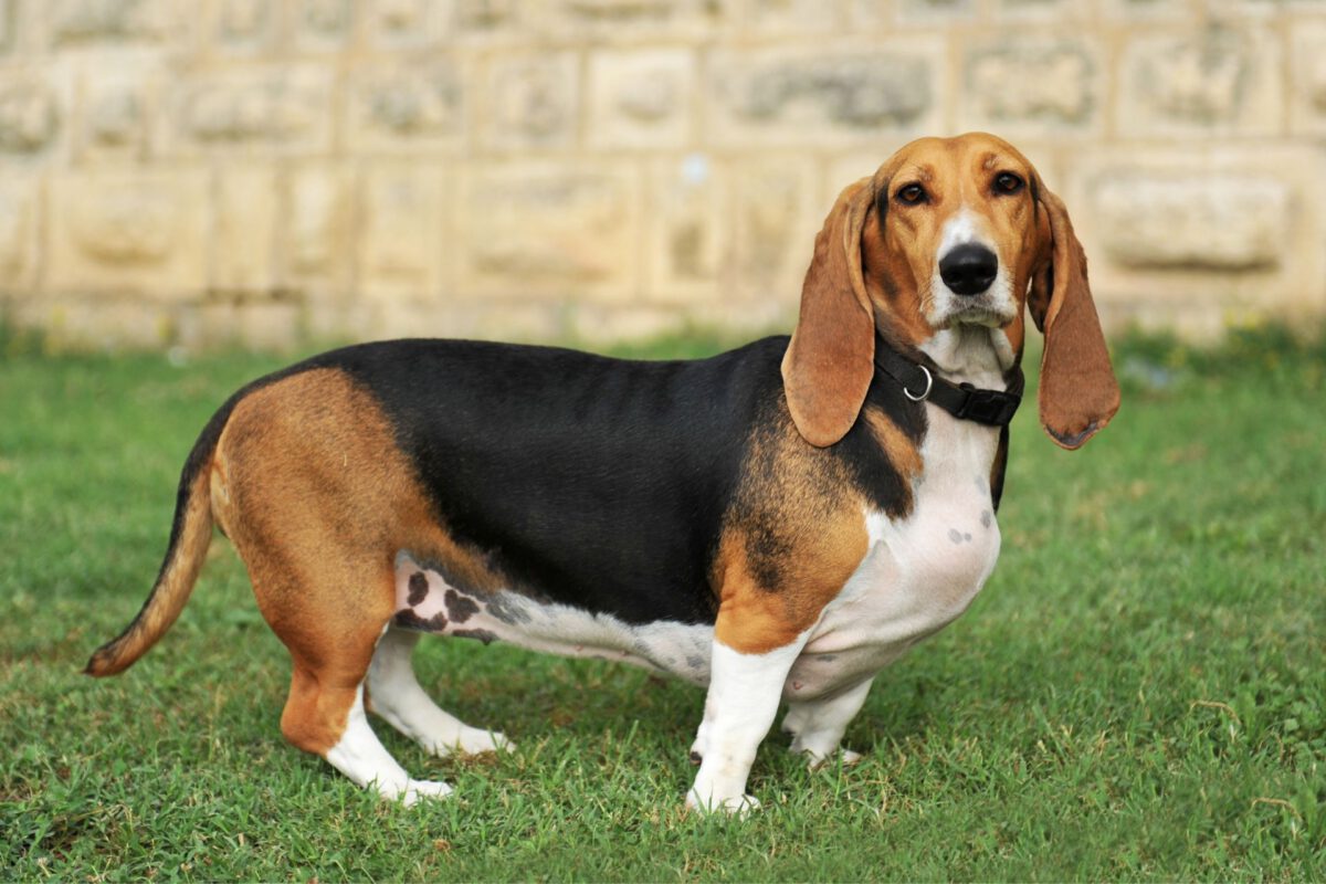 Basset artesien normand