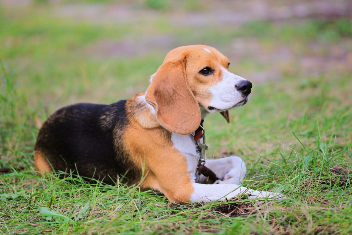Beagle harrier