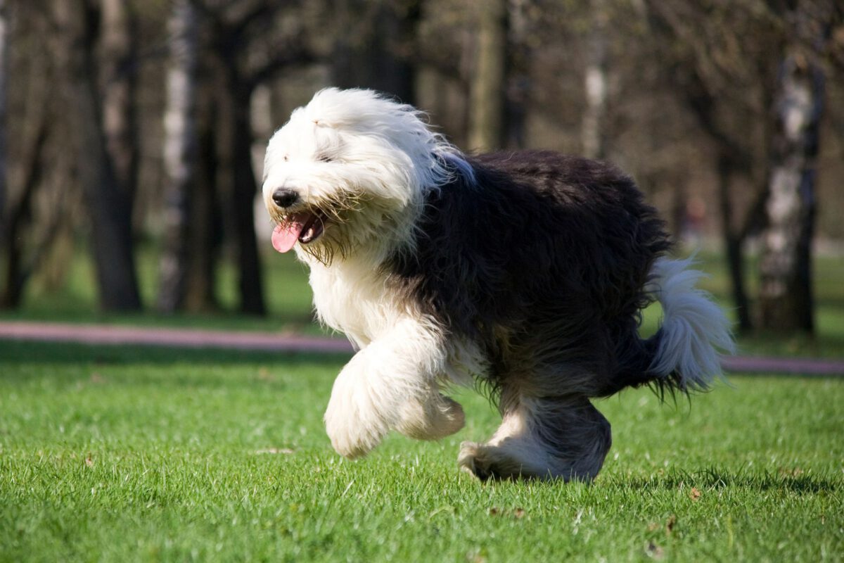 Bobtail