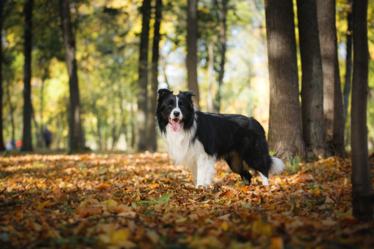 Pelliccia e Cura del Mantello: Una Comparazione tra Diverse Razze Canine