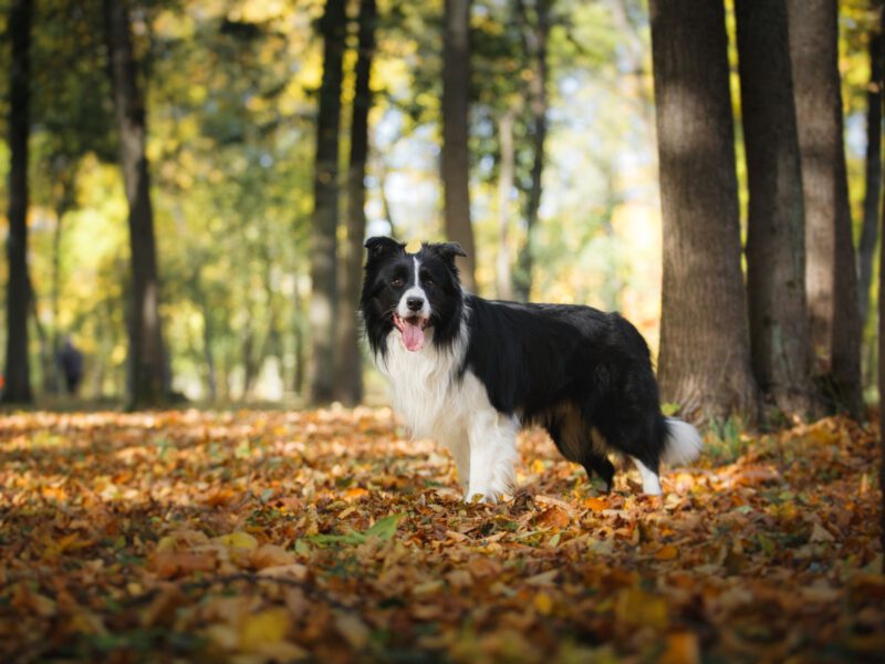 Pelliccia e Cura del Mantello: Una Comparazione tra Diverse Razze Canine