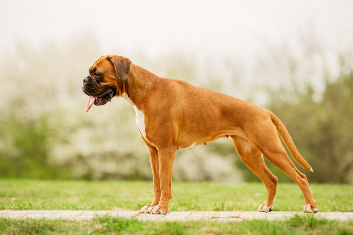 Boxer