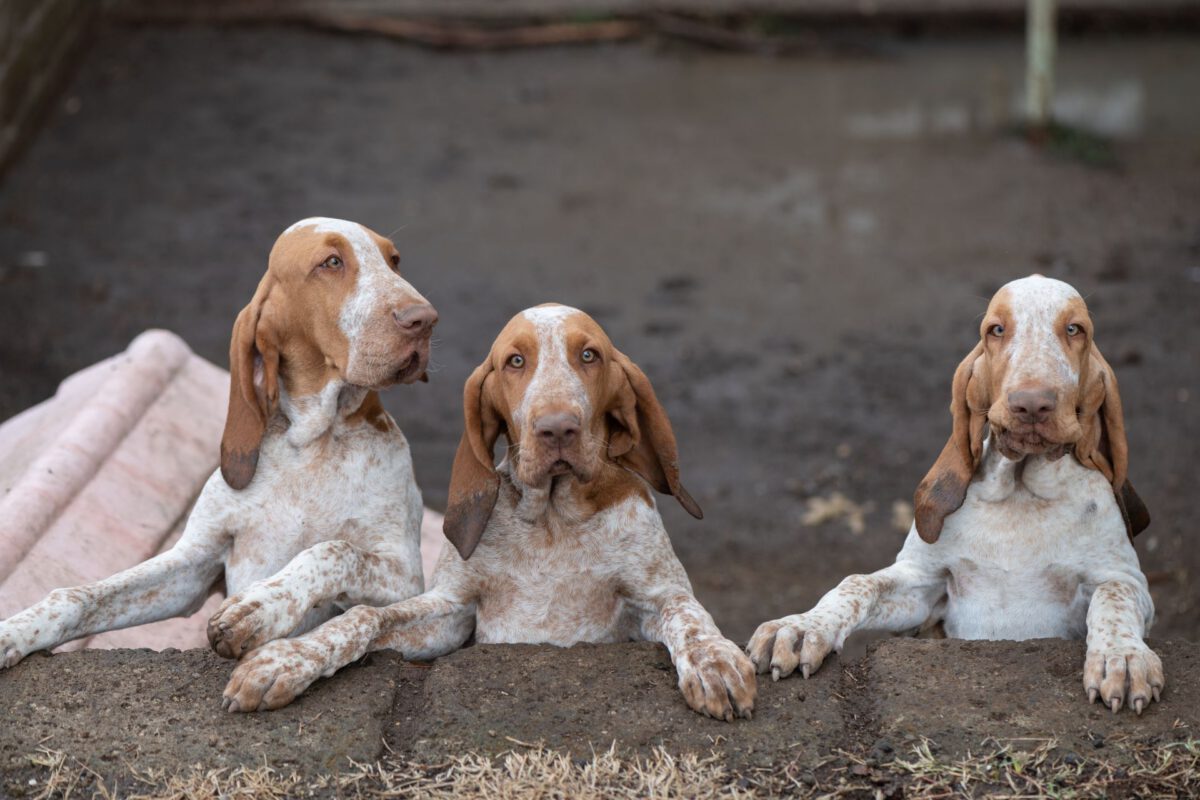 Bracco italiano