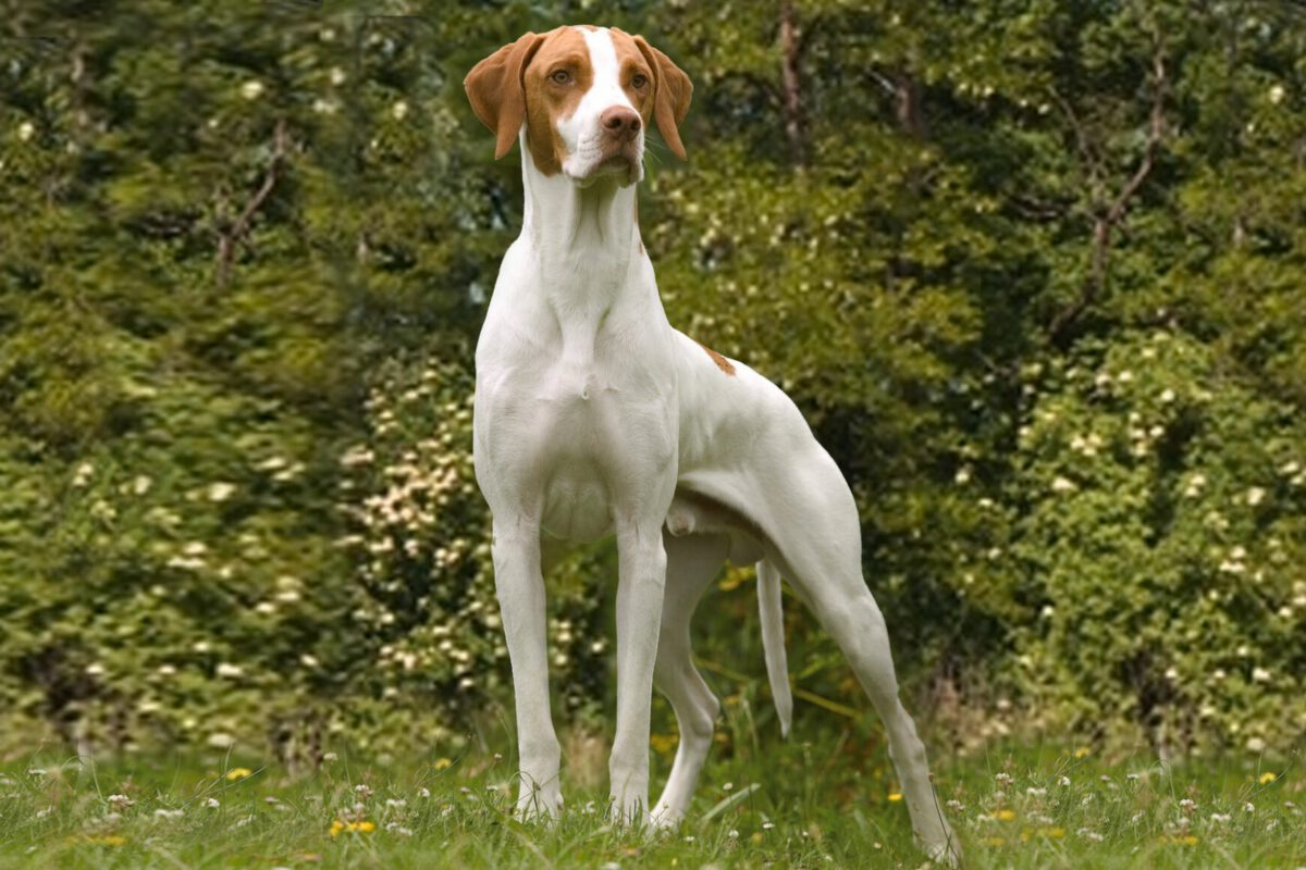 Bracco saint germain   Image of Bracco saint germain 3 1200x800