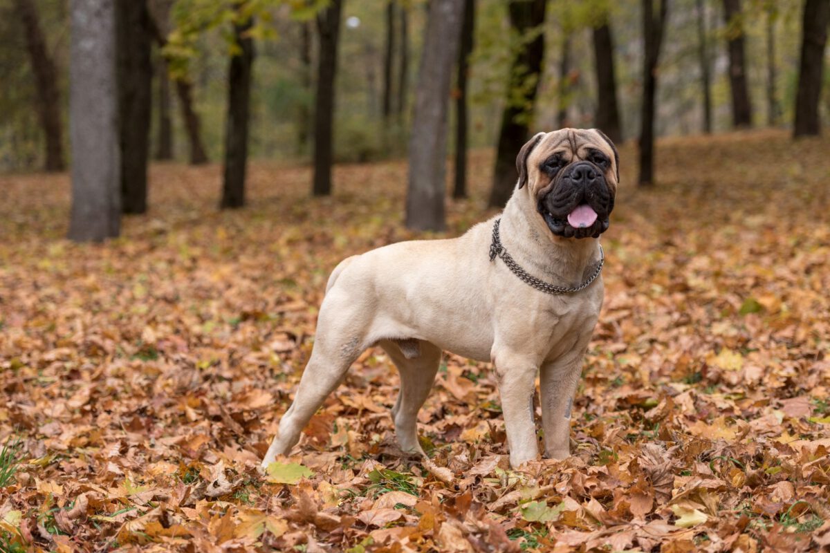 Bullmastiff