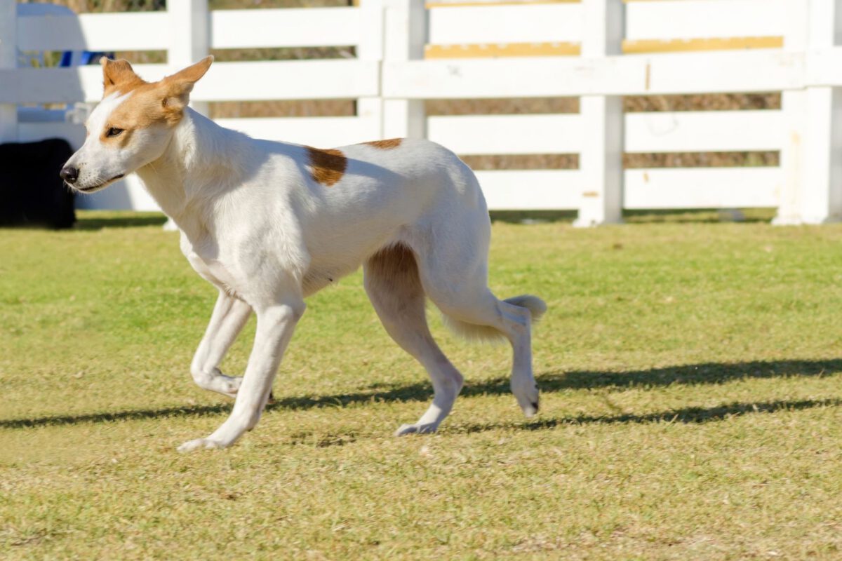 Canaan dog