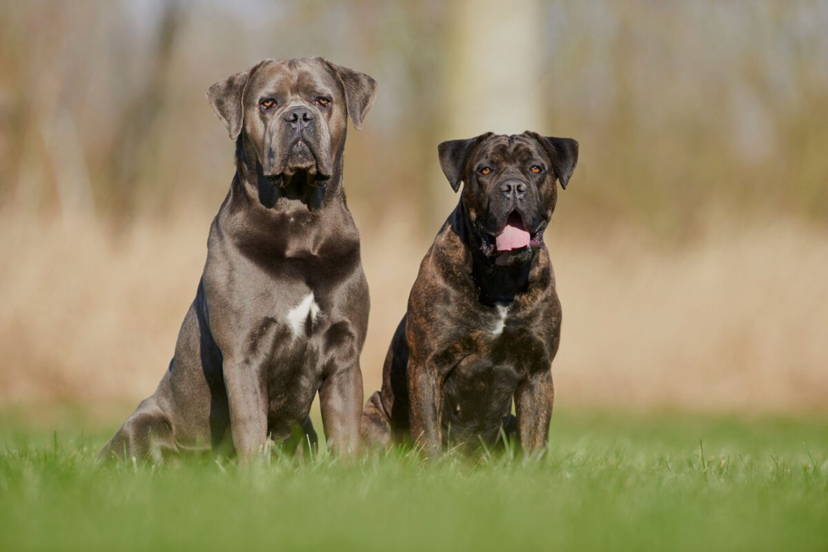 Cane corso   Image of Cane corso 3 1200x800
