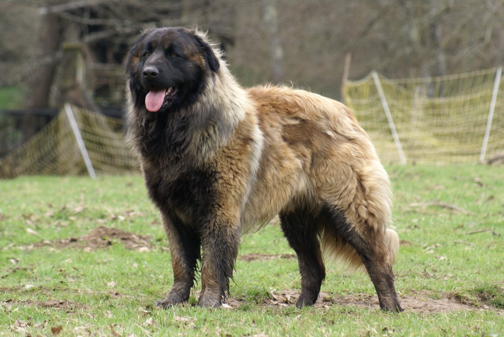 Cane da Pastore di Ciarplanina (Sarplaninac)