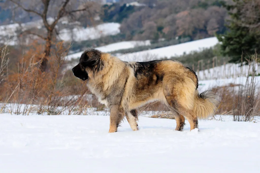Cane da Pastore del Caucaso