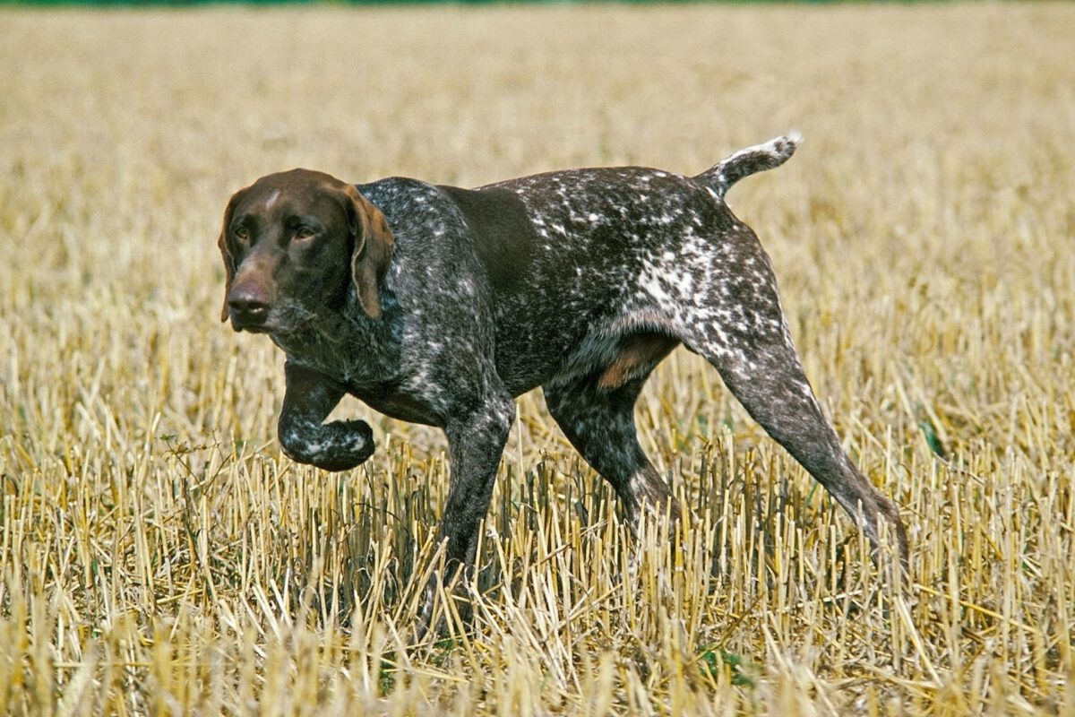 Cane da ferma tedesco