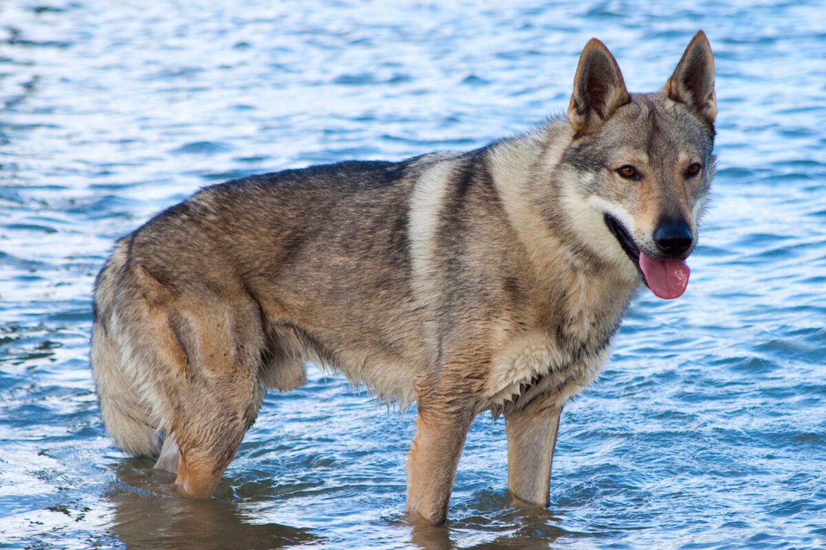 Cane da lupo cecoslovacco