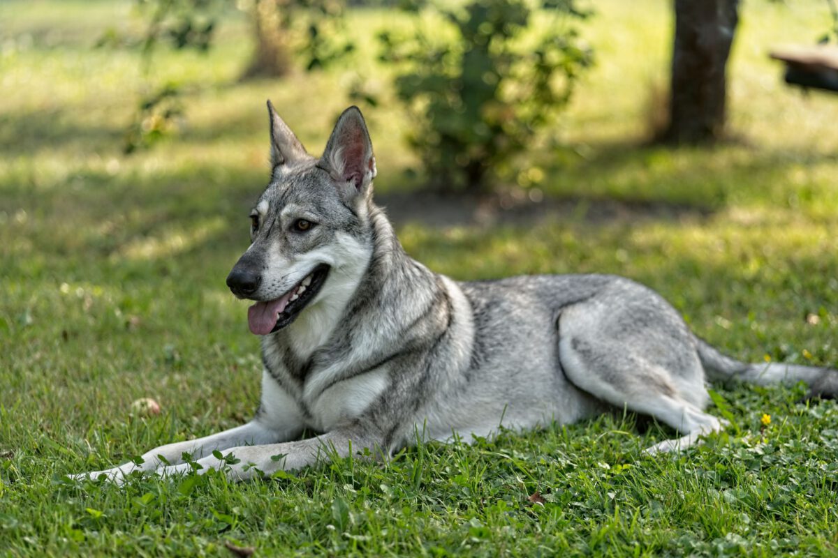 Cane da lupo saarloos   Image of Cane da lupo saarloos 3 1200x800