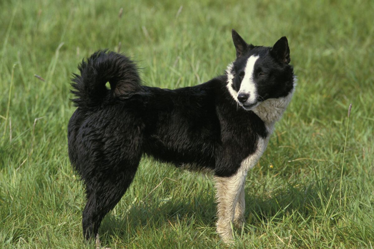 Cane da Orso della Carelia