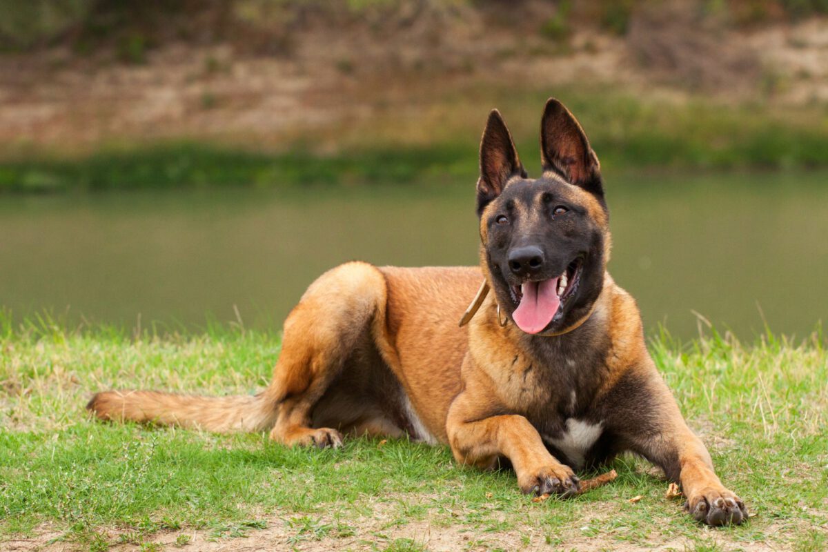 Cane da pastore belga