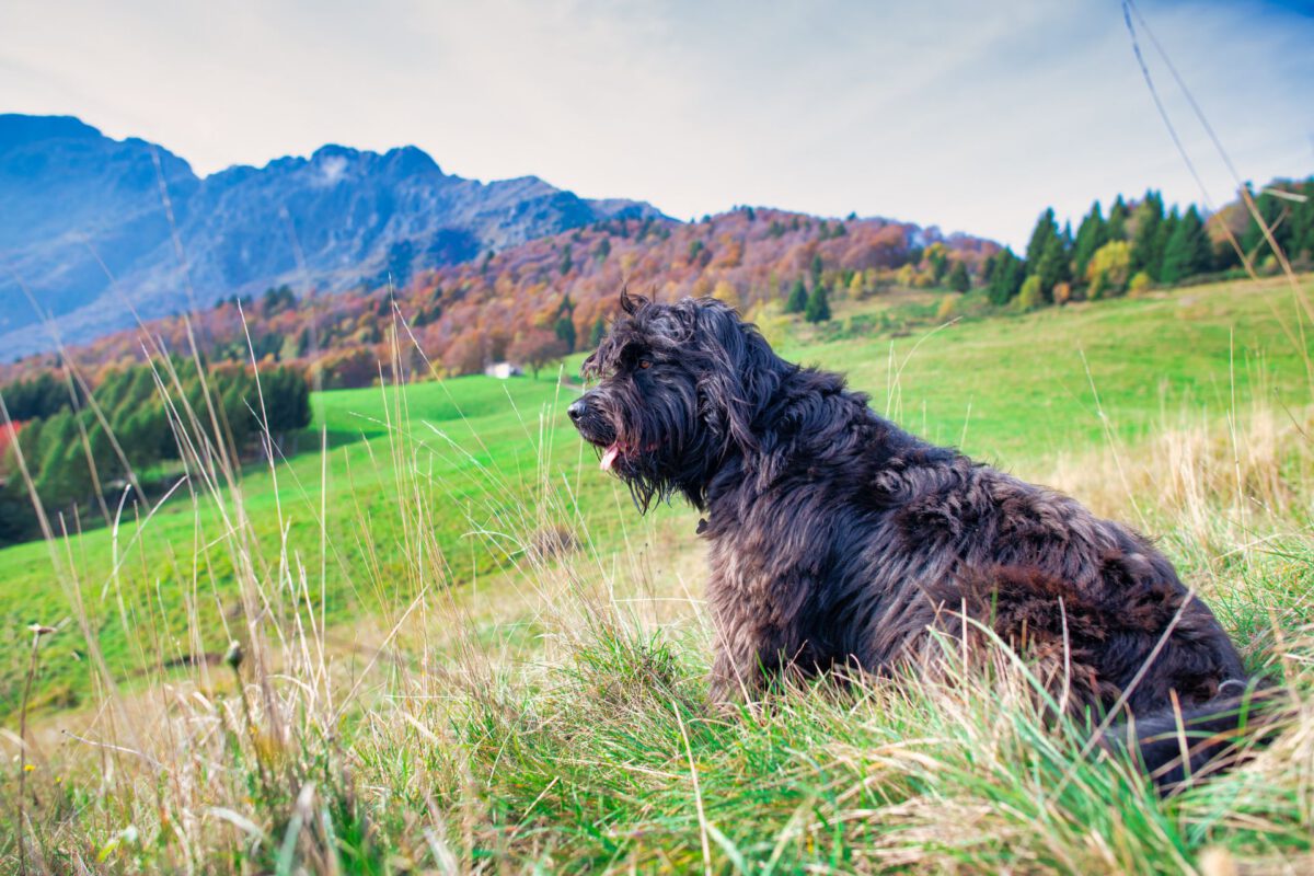 Cane da pastore bergamasco