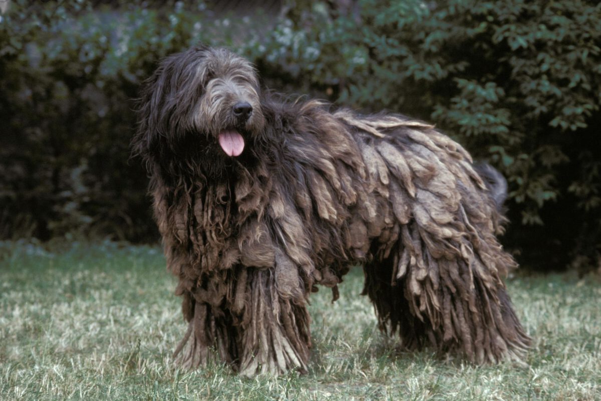 Cane da pastore catalano