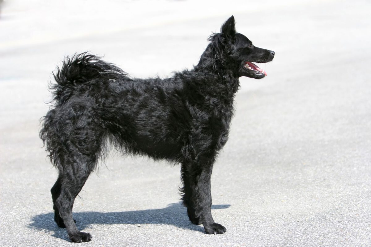 Cane da pastore croato