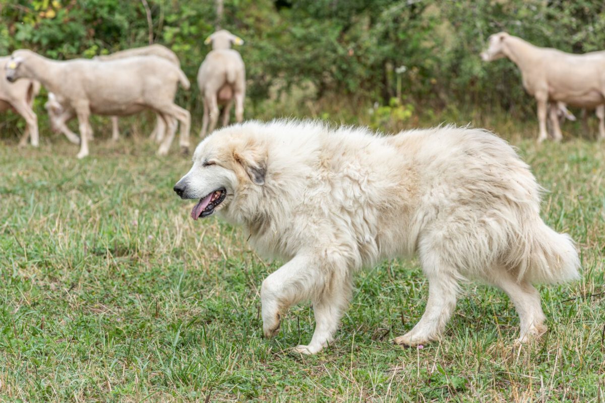 Cane da pastore dei pirenei