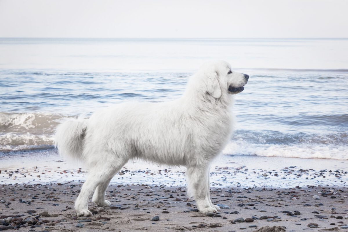 Cane da pastore dei tatra