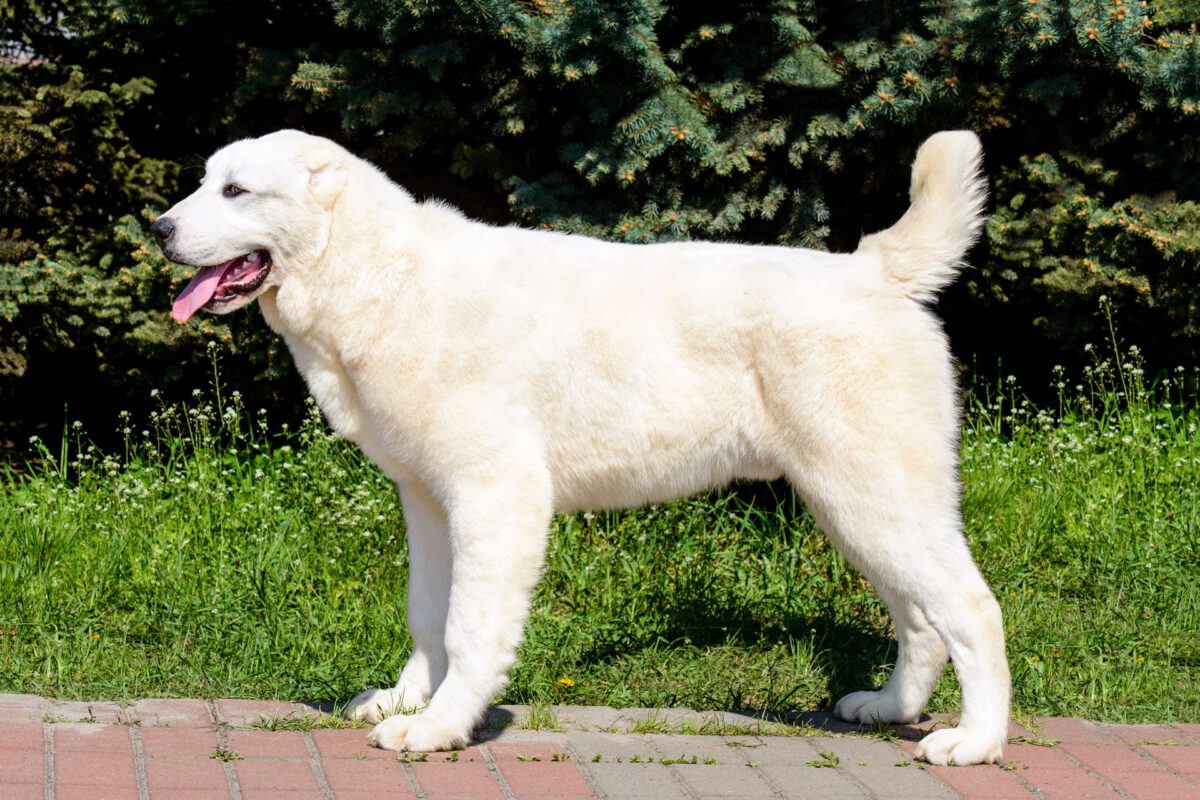 Cane da pastore dell’asia centrale