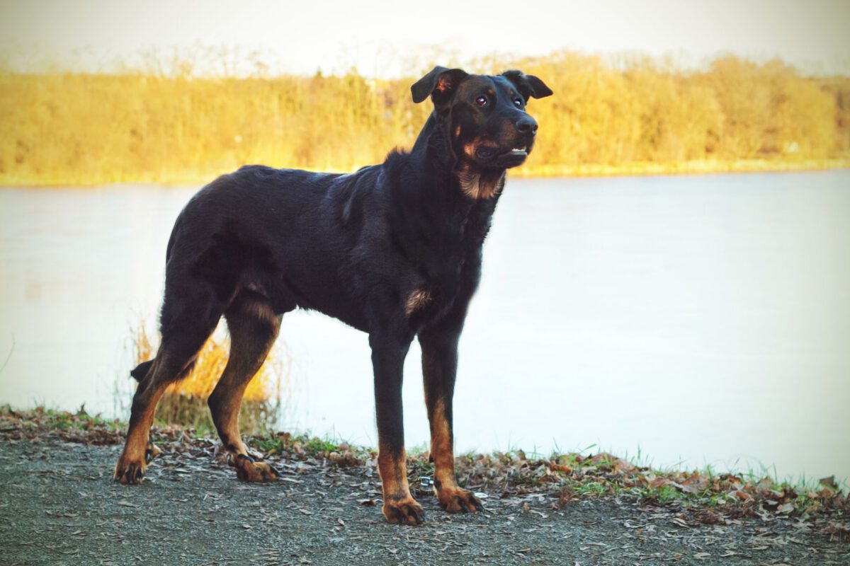 Cane da pastore di beauce