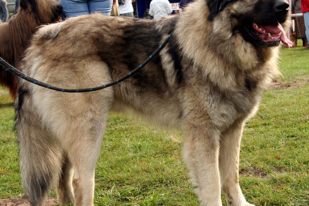 Cane da pastore di ciarplanina