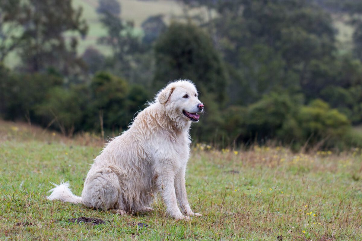 Cane da pastore maremmano abruzzese