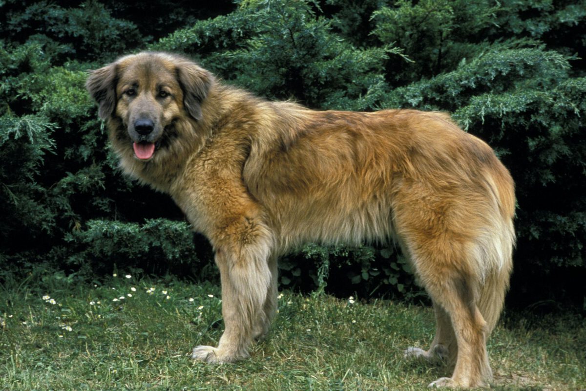 Cane da sierra di estrela