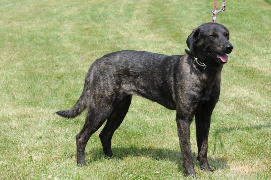 Cane de castro laboreiro