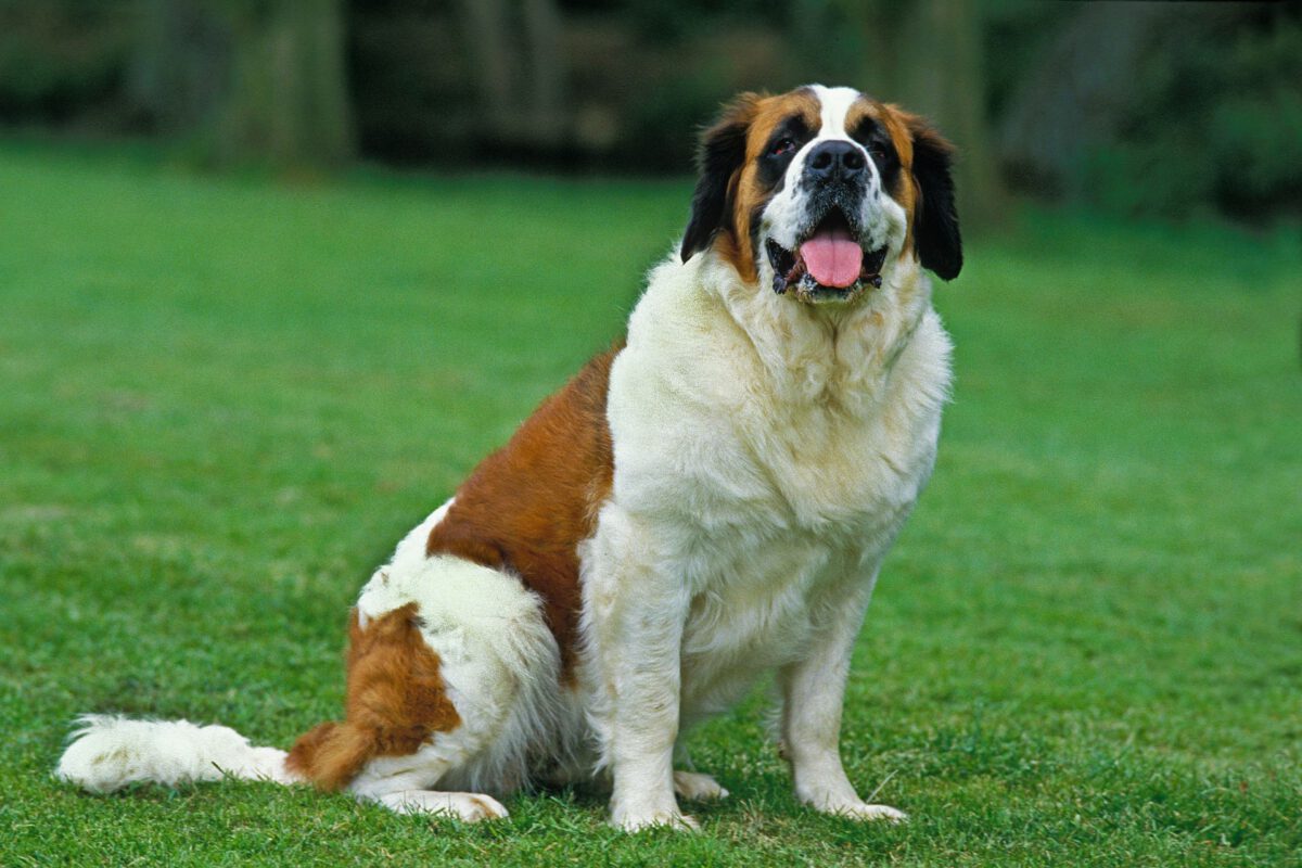 Cane di san bernardo
