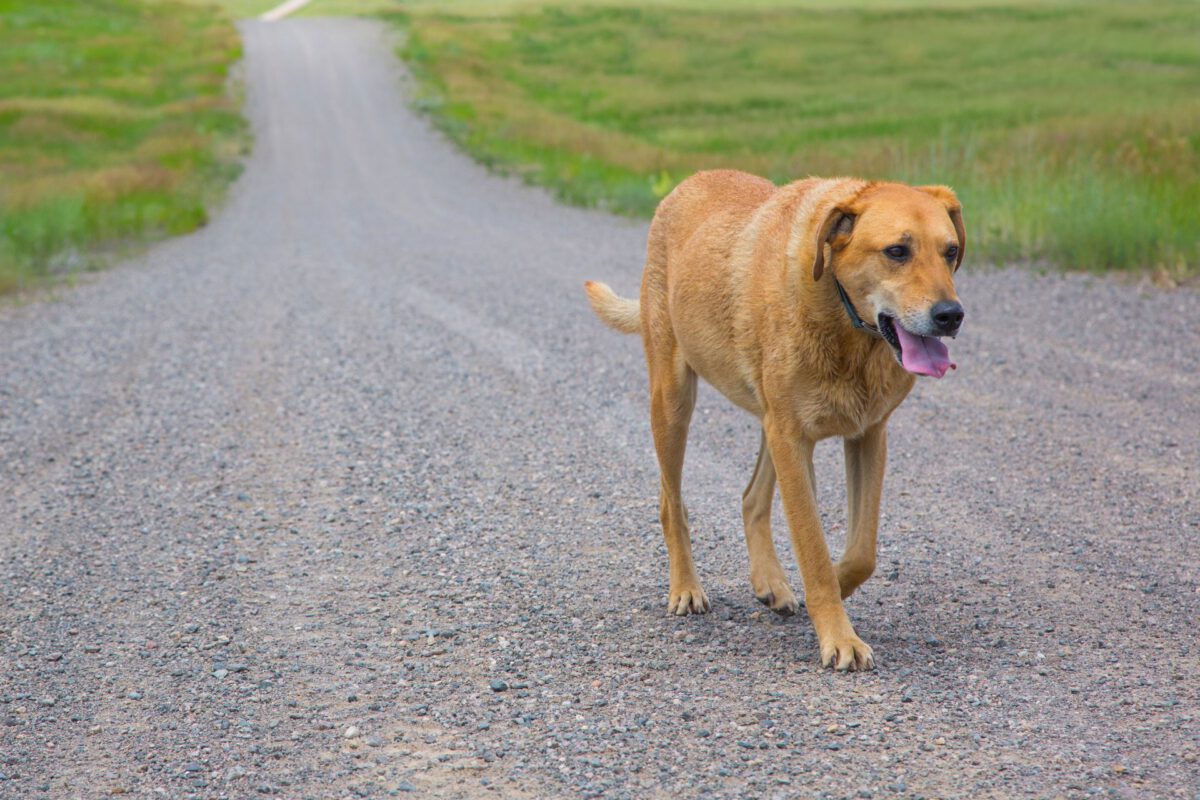 Cani Smarriti: Come Prevenire e Cosa Fare in Caso di Smarrimento