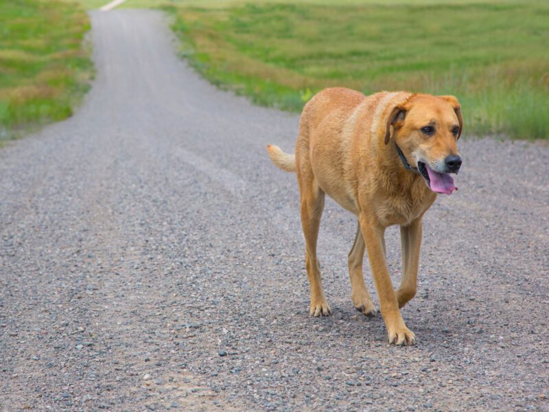 Cani Smarriti: Come Prevenire e Cosa Fare in Caso di Smarrimento