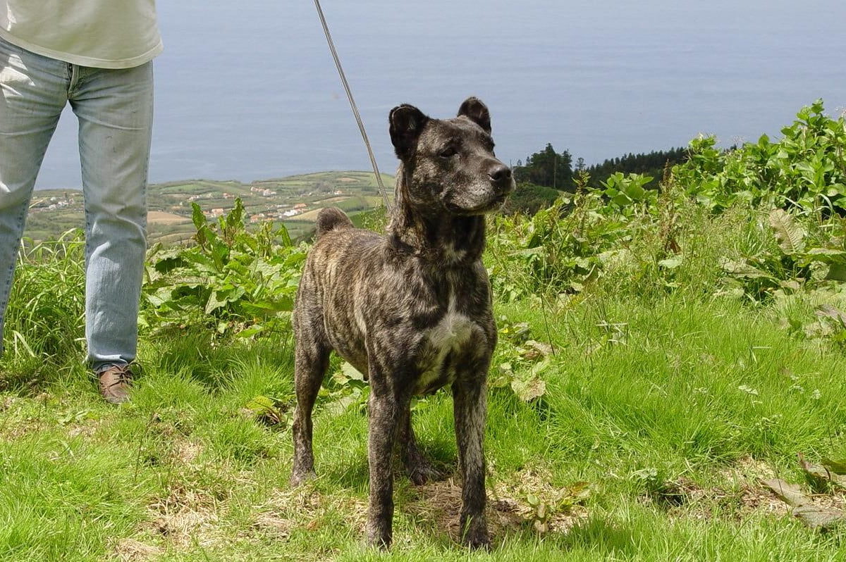 Cao fila de sao miguel