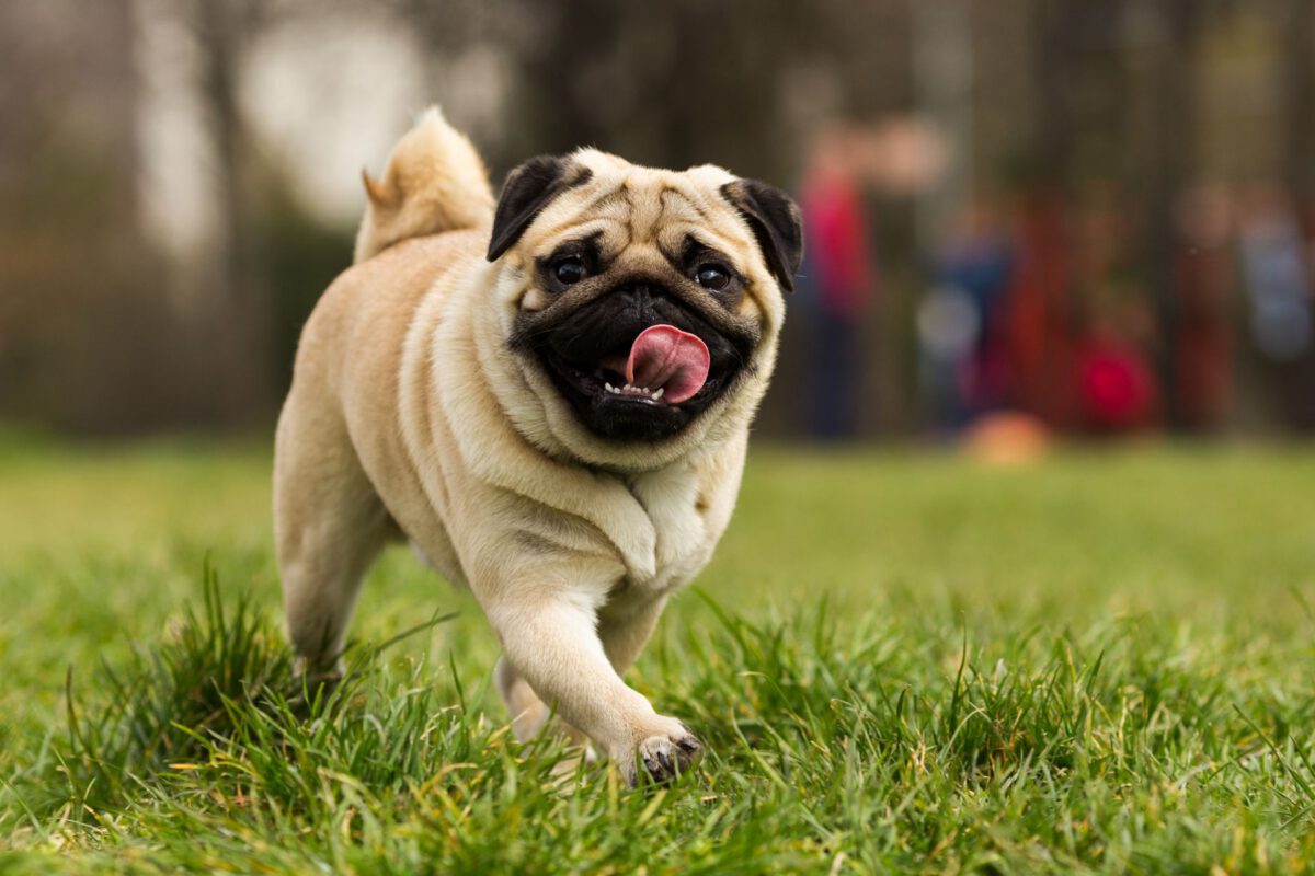 Carlino