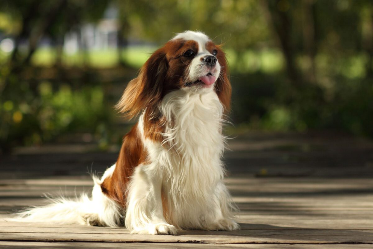King charles spaniel   Image of Cavalier king charles spaniel 6 1200x800