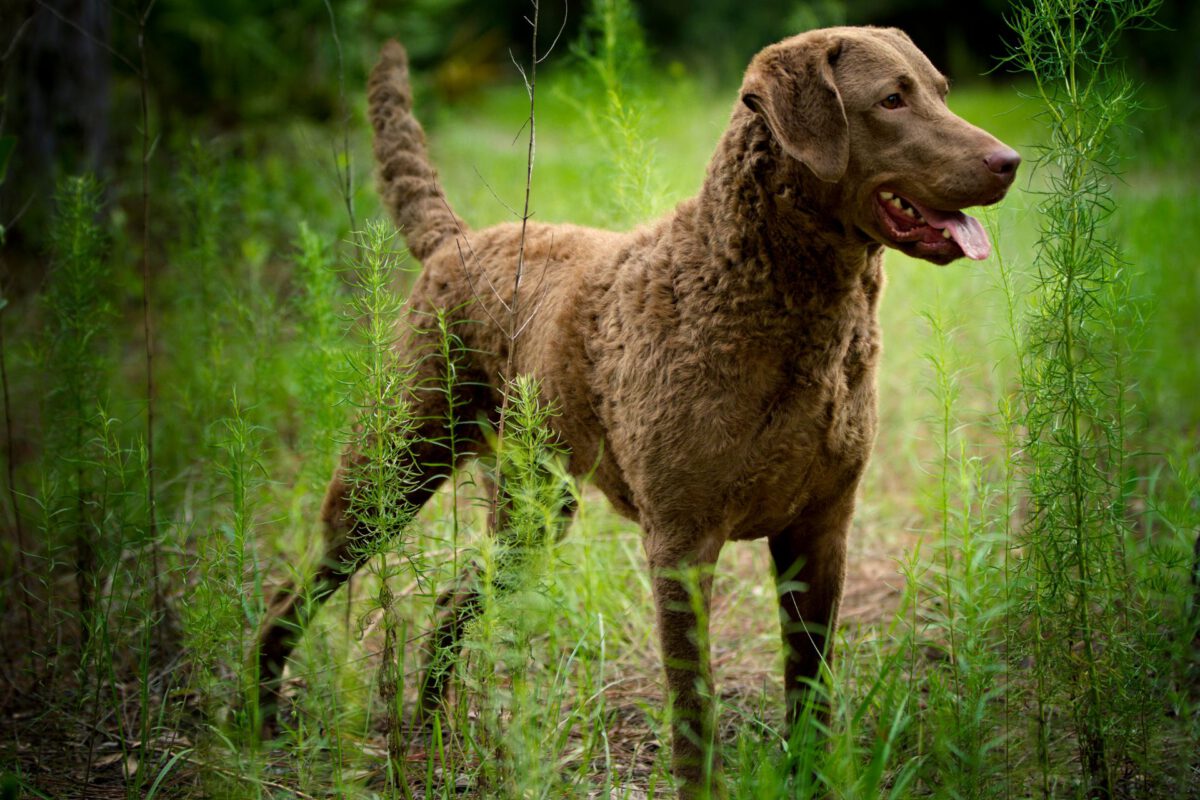 Chesapeake bay retriever   Image of Chesapeake bay retriever 3 1200x800