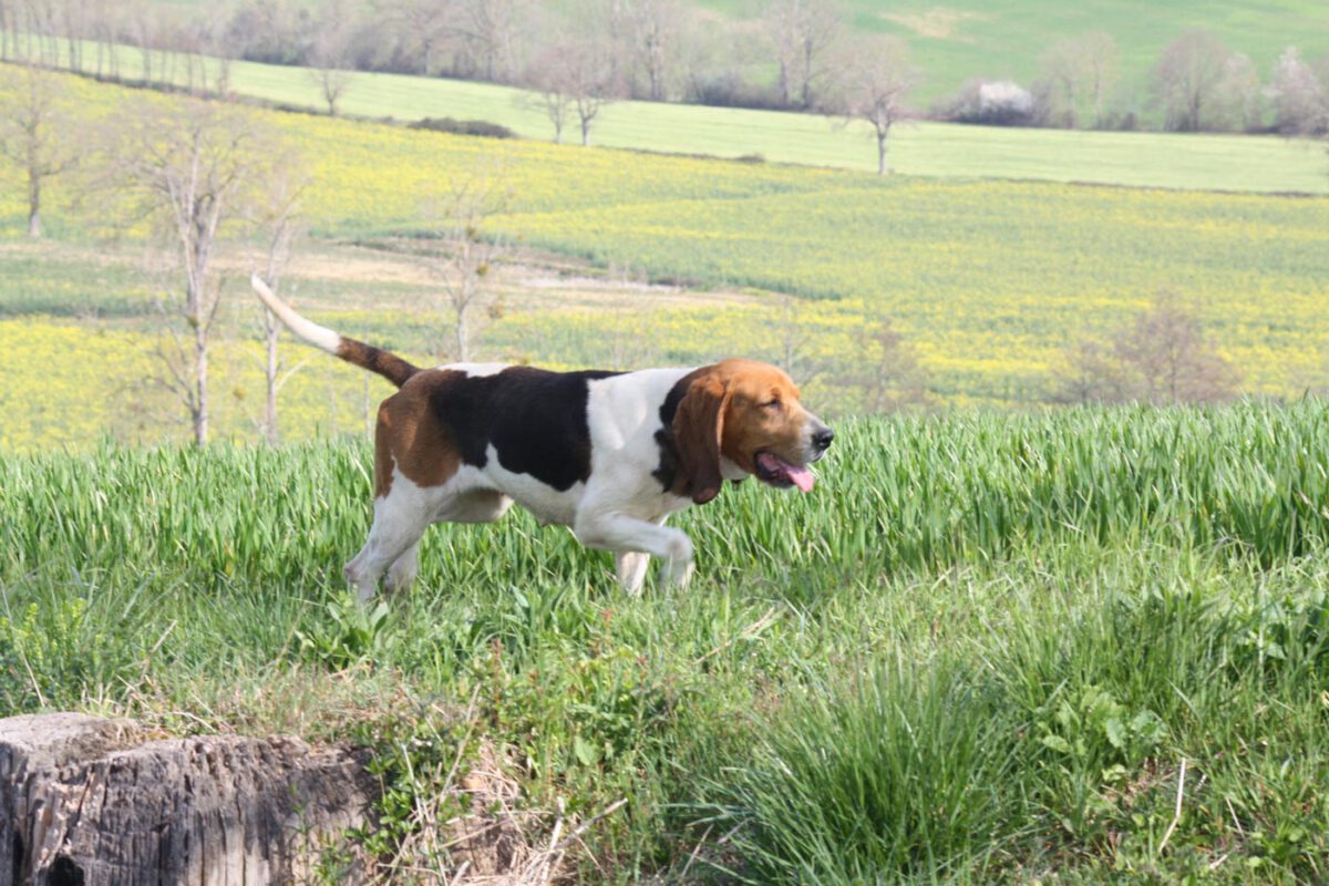 Chien d’artois