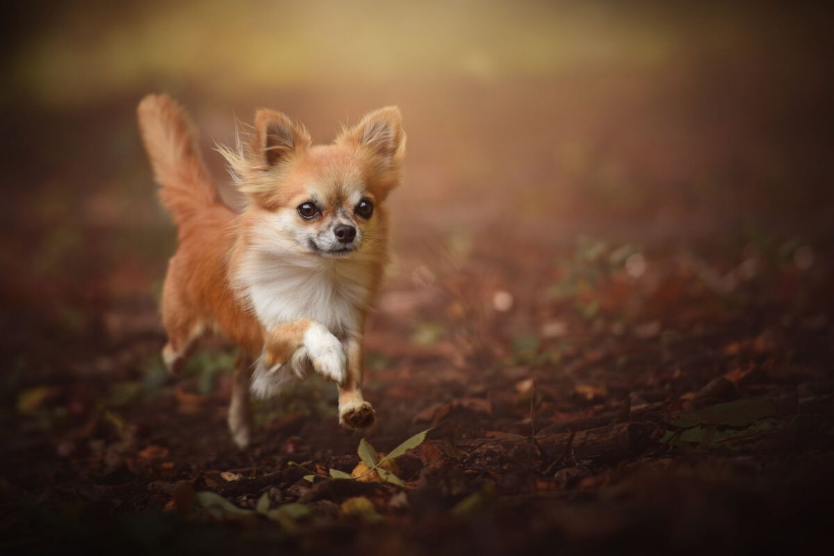 Dimensione dei cani: un fattore determinante quando si tratta di scegliere un cane come compagno