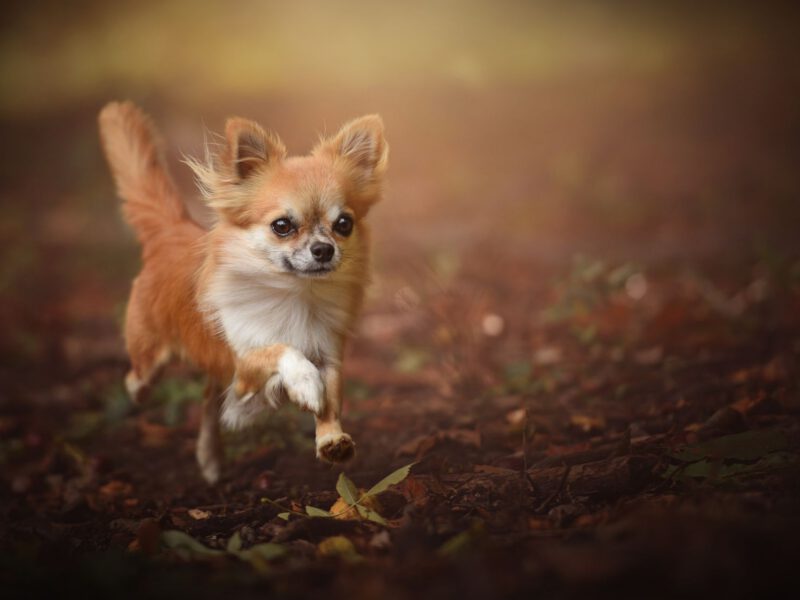 Dimensione dei cani: un fattore determinante quando si tratta di scegliere un cane come compagno
