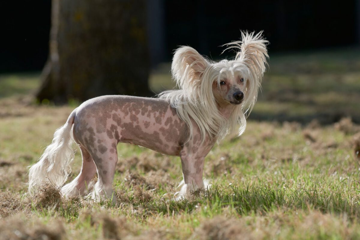 Chinese crested dog