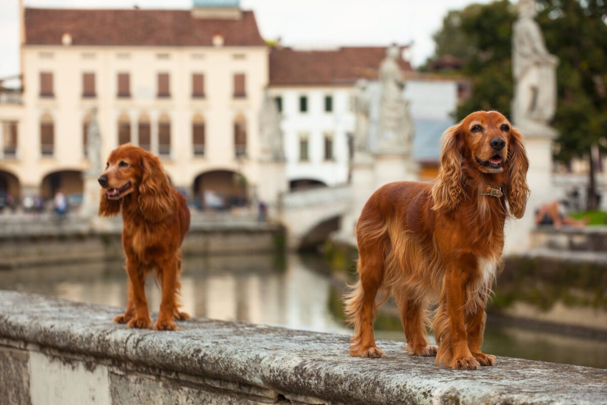 Cocker spaniel inglese