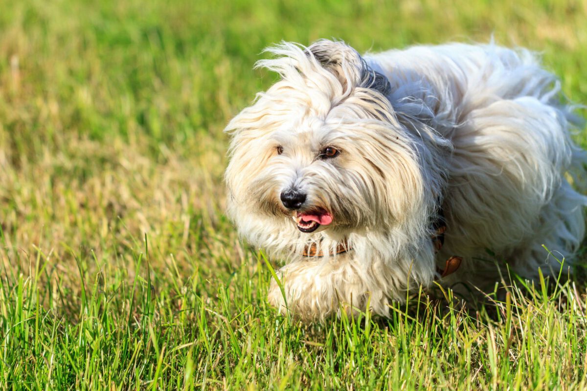 Coton de tulear