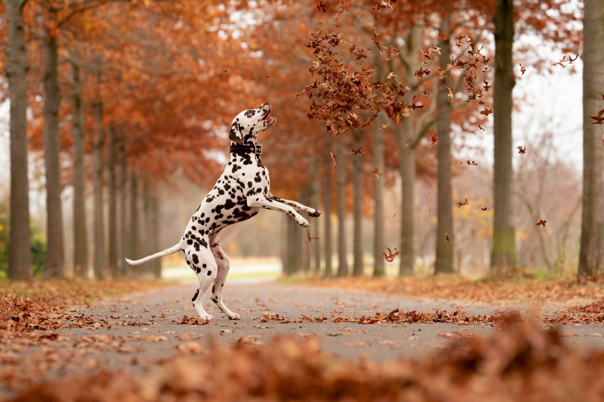 Piccolo Ragazzo Sveglio Con Il Cane Dalmata Immagine Stock - Immagine