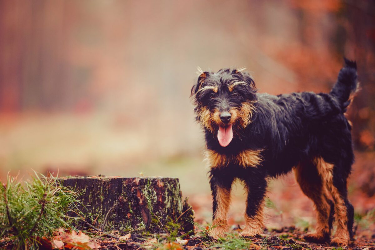 Deutscher jagdterrier