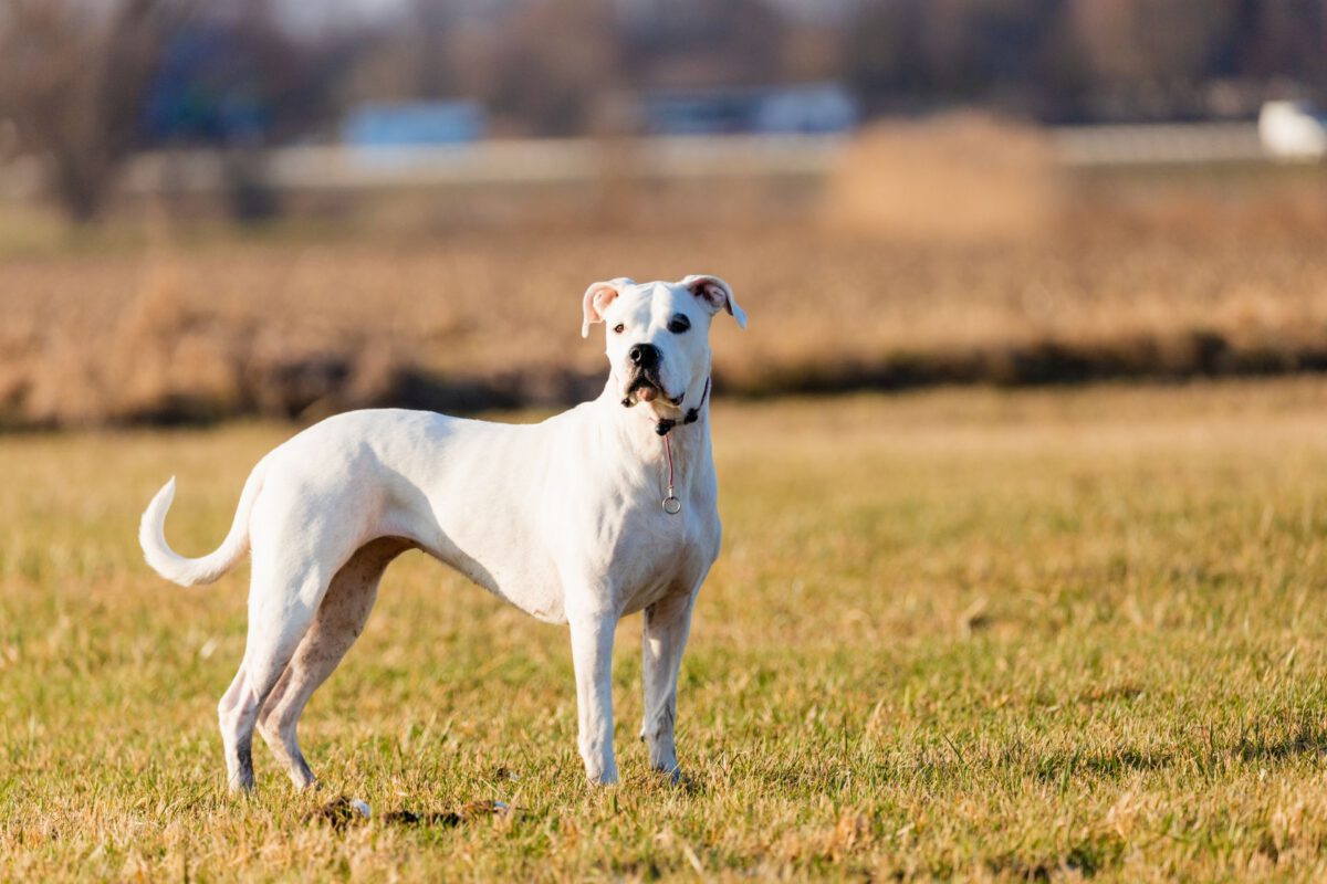 Dogo argentino